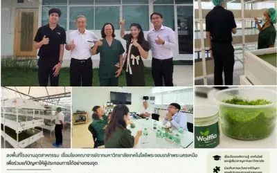 เยี่ยมชม Wolffia